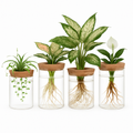 4Pack Glass Propagation Stations For Plants Indoor Glass Planters Hydroponic Plant Vases 2 Large 2 Small for Plant Cuttings Flower Arrangements