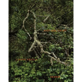 Natural Light - Hardcover