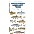 Newfoundland & Labrador Fishes: A Folding Guide to Native and Introduced Freshwater Species - Paperback