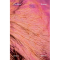 The Rose: Poems - Paperback