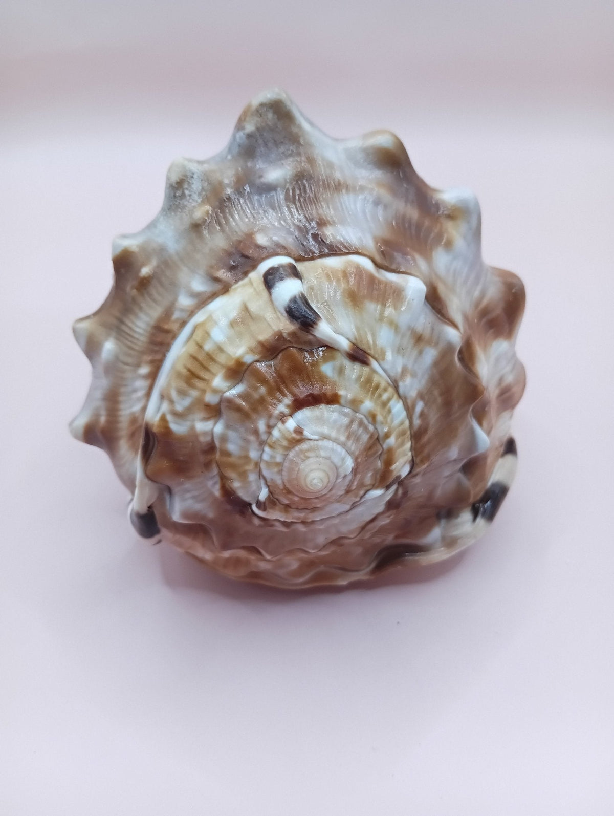 Flame Helmet Shell –(Cassis flammea)