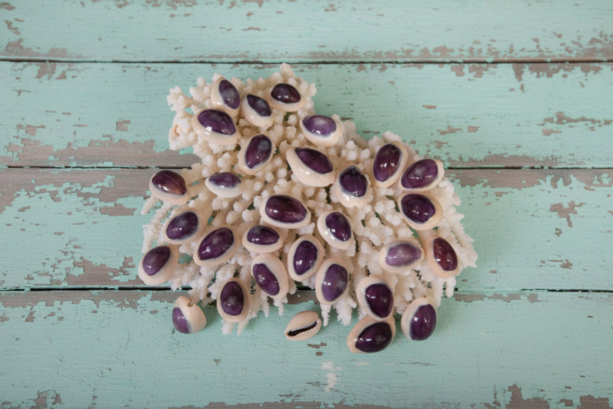 White Purple Top Cowrie Shells
