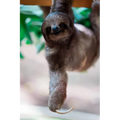 sloth - Paperback