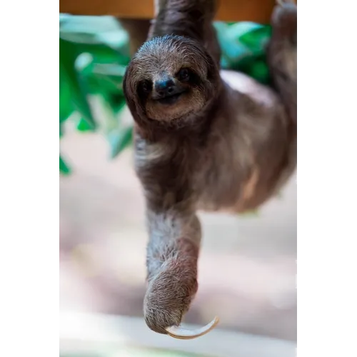 sloth - Paperback