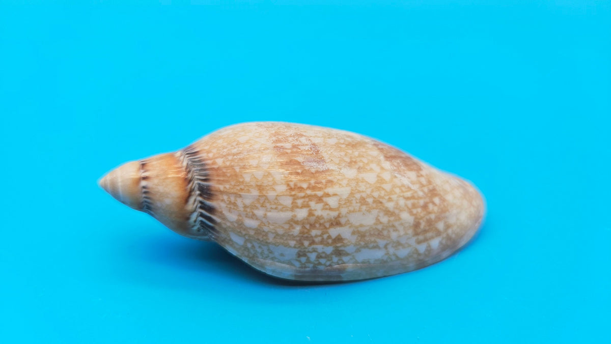 Exquisite Polished Damon's Volute Sea Shell (2.9 in) Voluta damoni