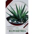 Haworthia: Prodigy Petal, Plant Guide - Paperback