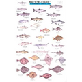Mac's Field Guides: Northwest Coastal Fish