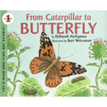 From Caterpillar to Butterfly - Paperback