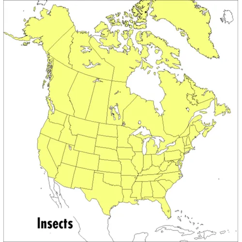 A Peterson Field Guide to Insects: America North of Mexico - Paperback