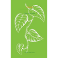Pothos - Paperback