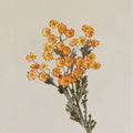 Autumn Daisy Spray – 21"