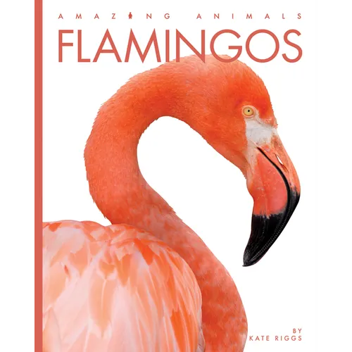 Flamingos - Paperback