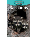 Raccoons - Hardcover
