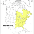 A Peterson Field Guide to Eastern Trees: Eastern United States and Canada, Including the Midwest - Paperback