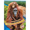 Orangutans - Library Binding