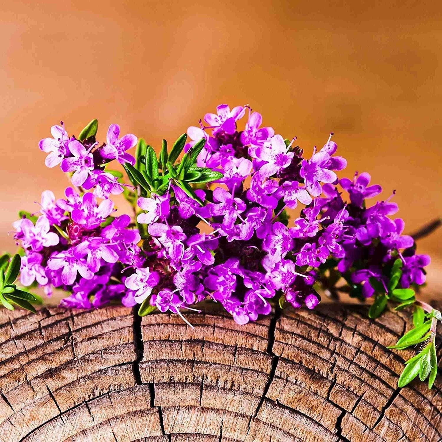Red Carpet Creeping Thyme Ground Cover - 5000 Plant Seeds Perennial- Non-Gmo - Heirloom Flower