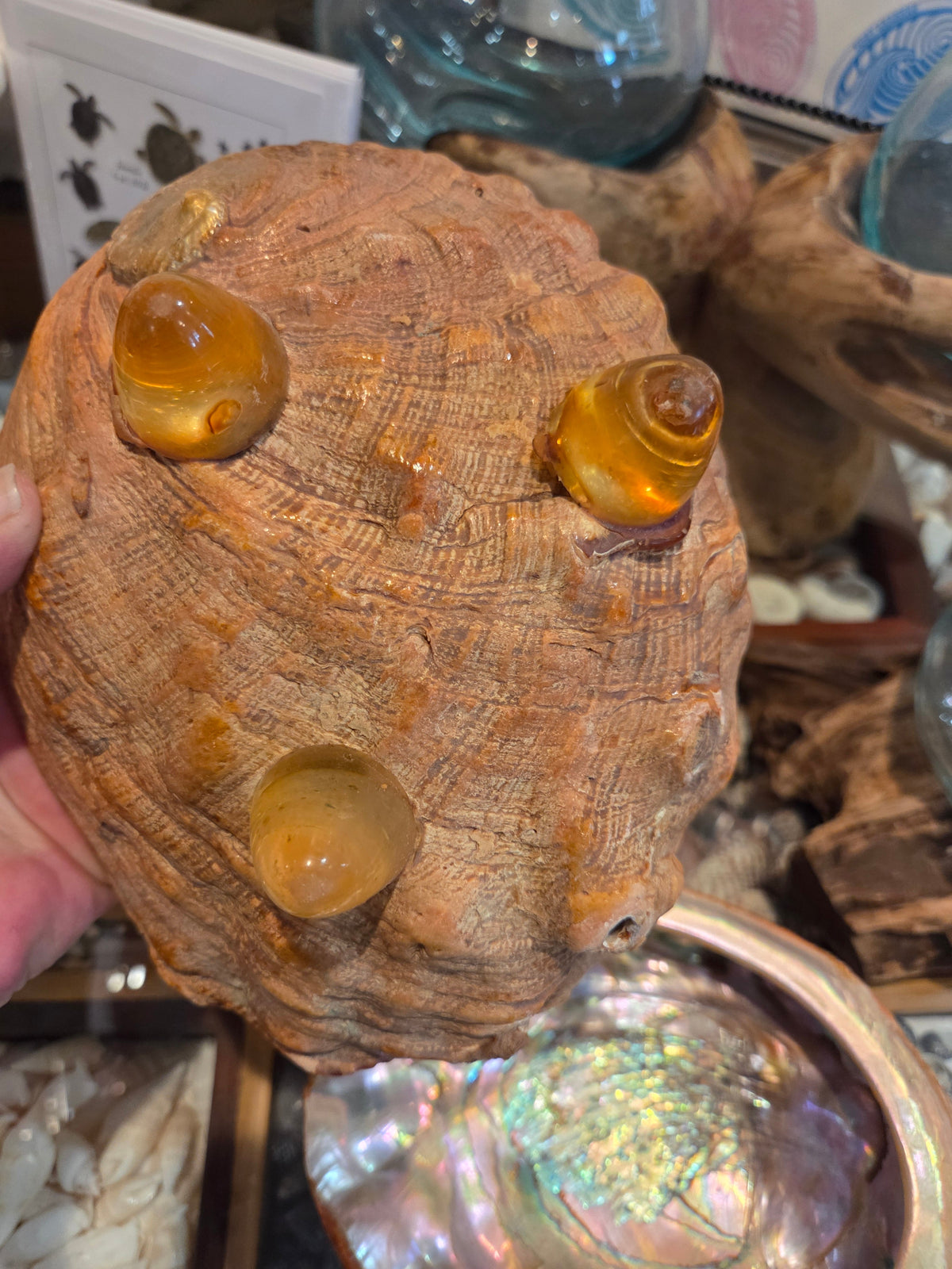 Vintage Red abalone shell footed dish