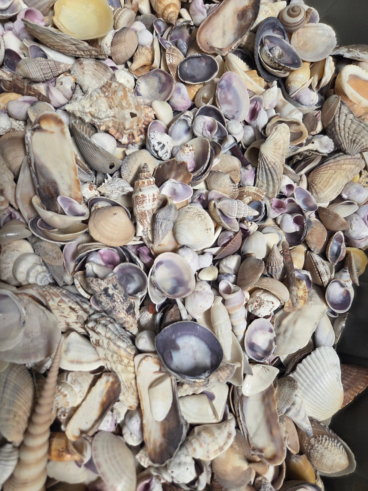 Purple and Natural Seashell Assortment Mix