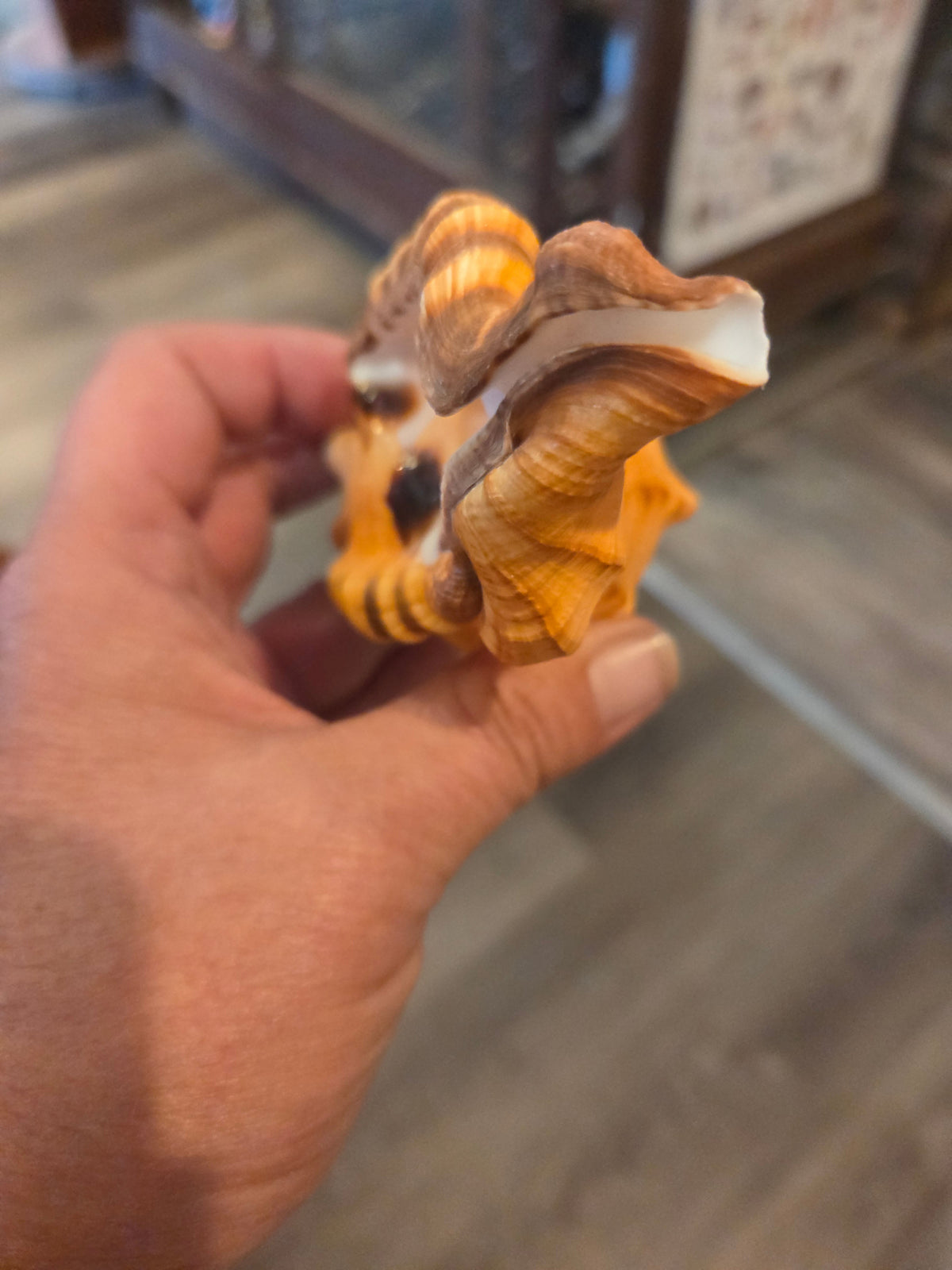 Black Spotted Triton Shell – Cymatium lotorium