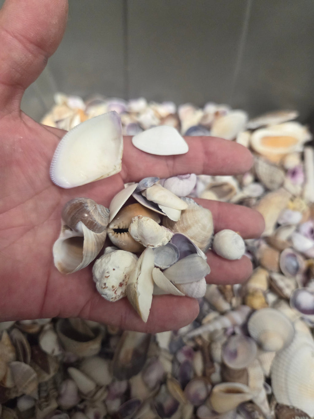 Purple and Natural Seashell Assortment Mix
