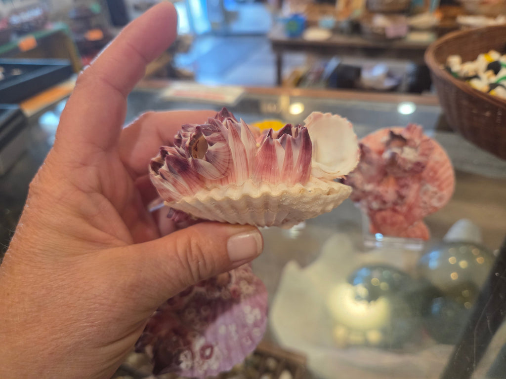 Noble Pecten Shell with Natural Barnacles – Pecten senatorius