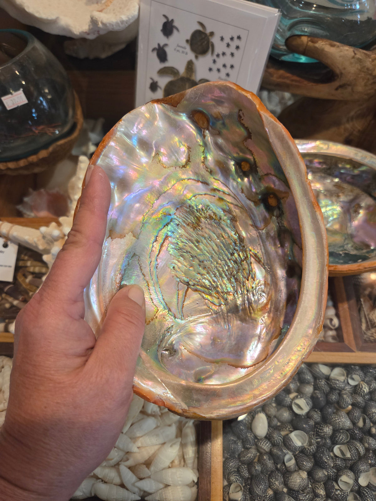 Vintage Red abalone shell footed dish
