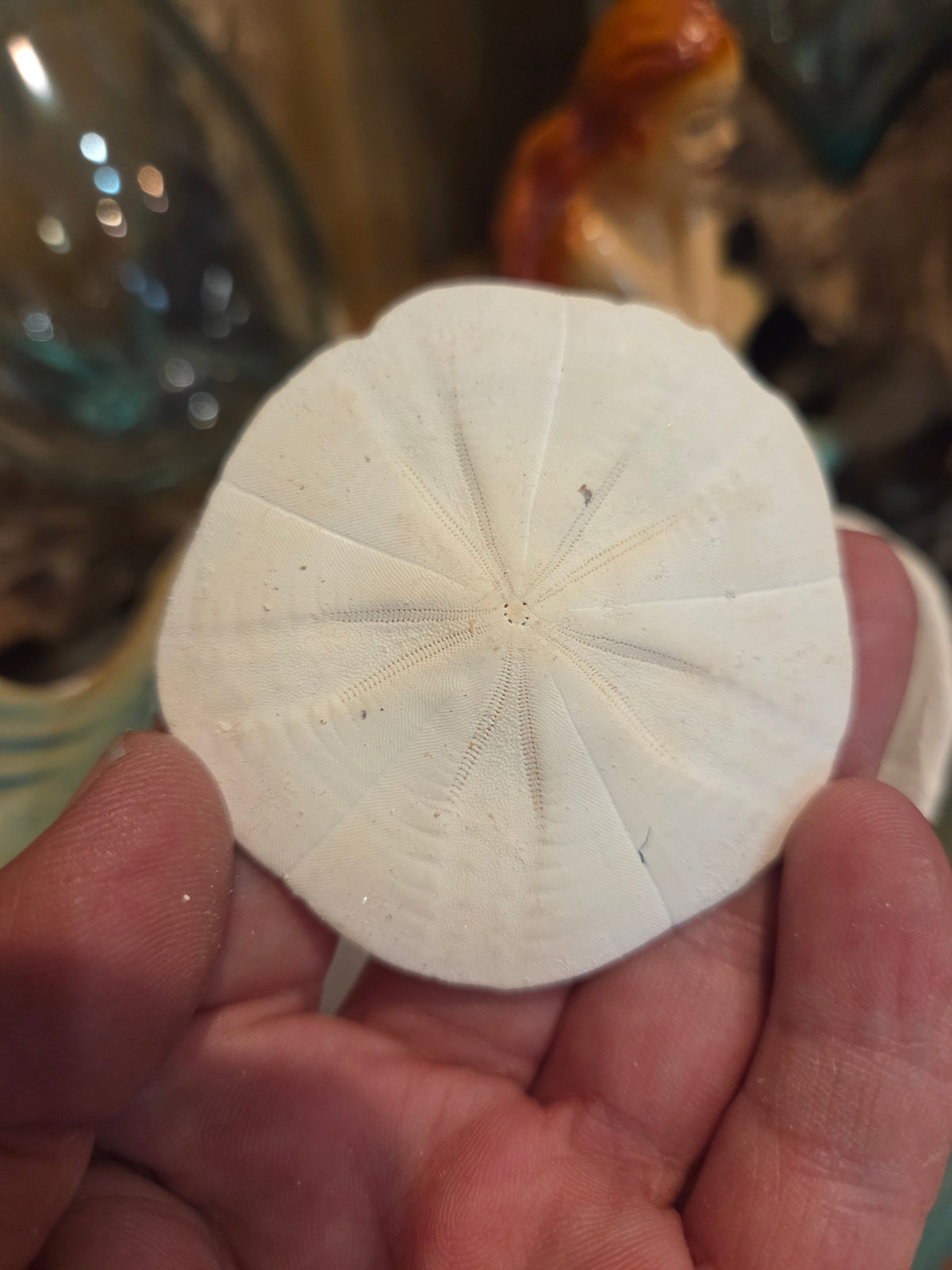 Flower Sand Dollar- Arachnoides placenta