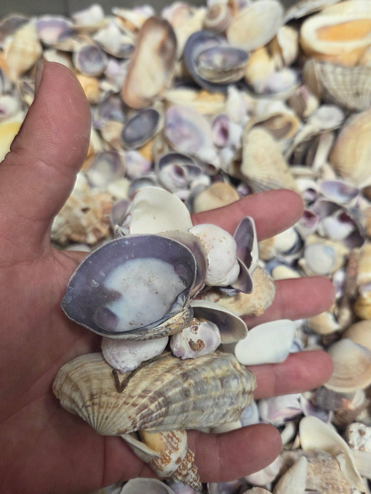 Purple and Natural Seashell Assortment Mix
