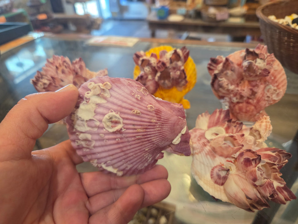 Noble Pecten Shell with Natural Barnacles – Pecten senatorius