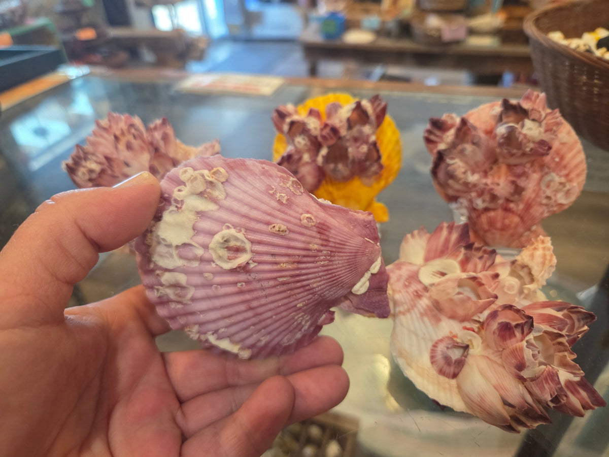Noble Pecten Shell with Natural Barnacles – Pecten senatorius