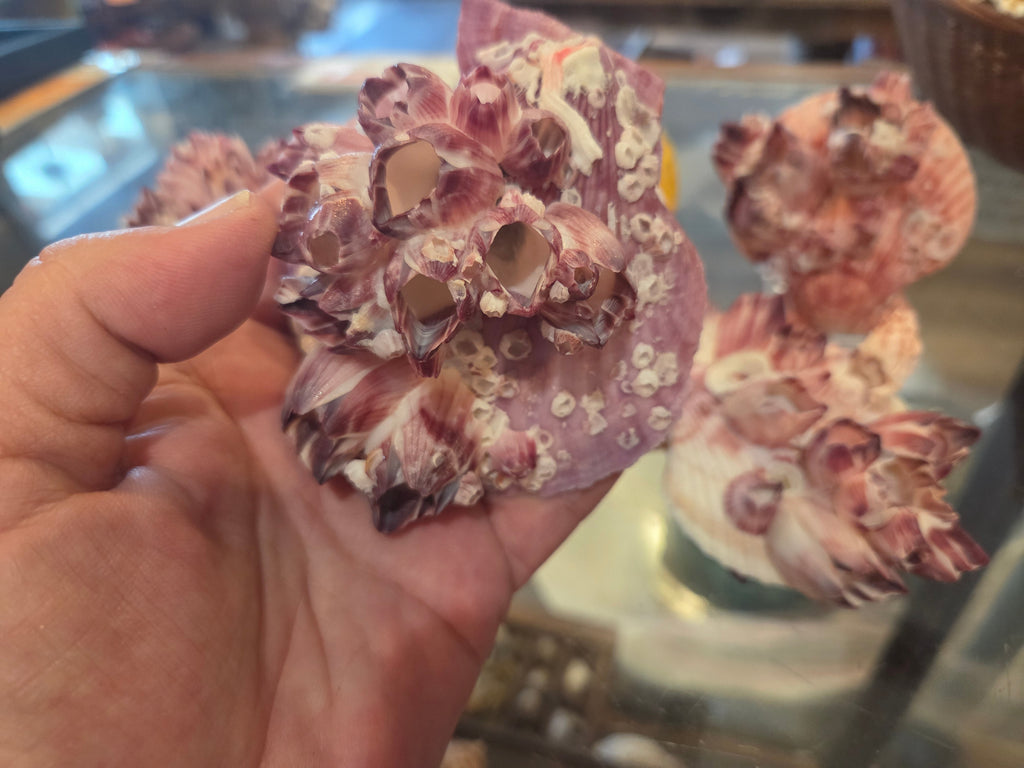 Noble Pecten Shell with Natural Barnacles – Pecten senatorius
