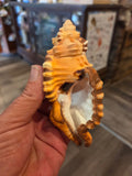 Black Spotted Triton Shell – Cymatium lotorium