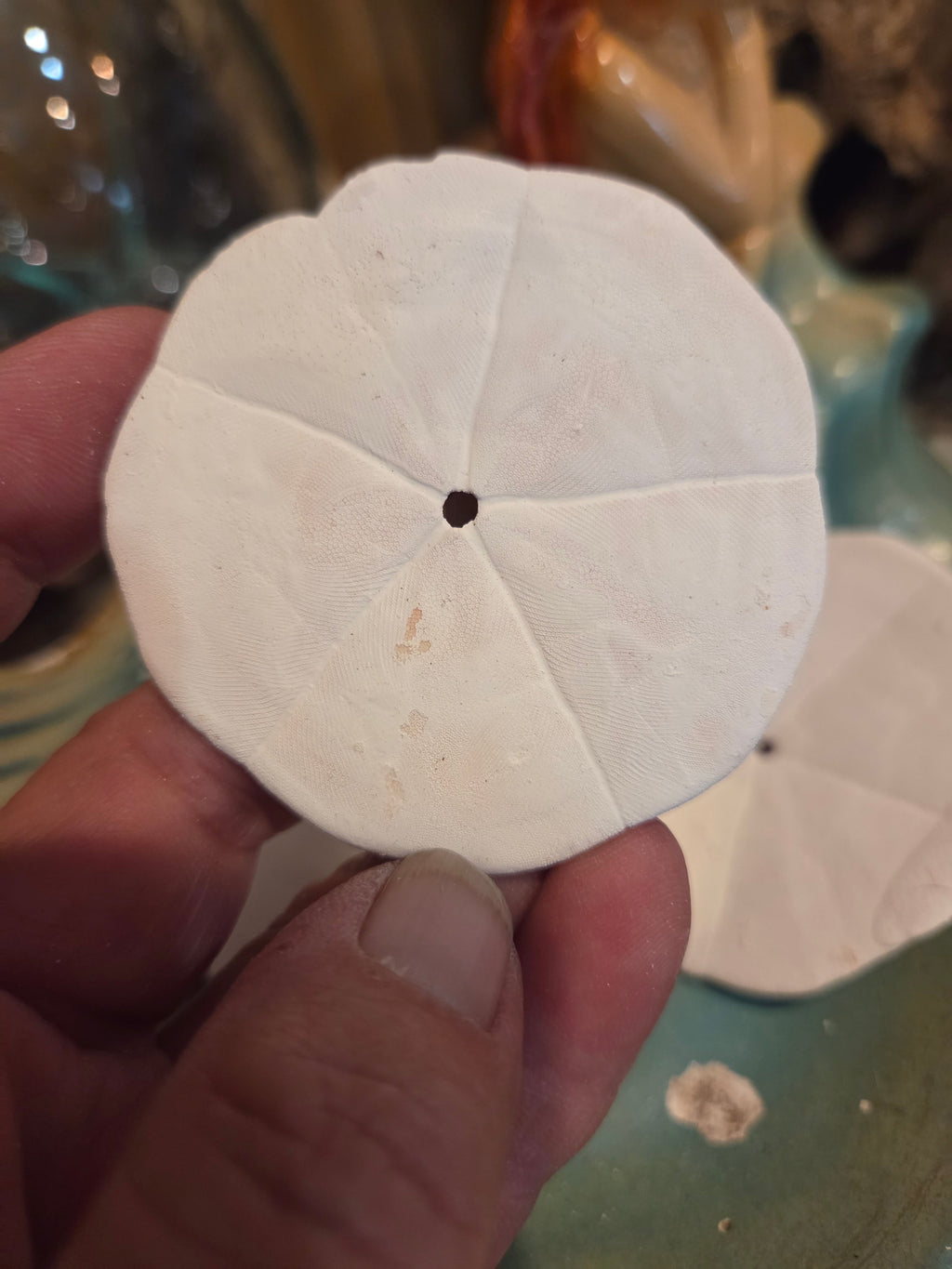 Flower Sand Dollar- Arachnoides placenta