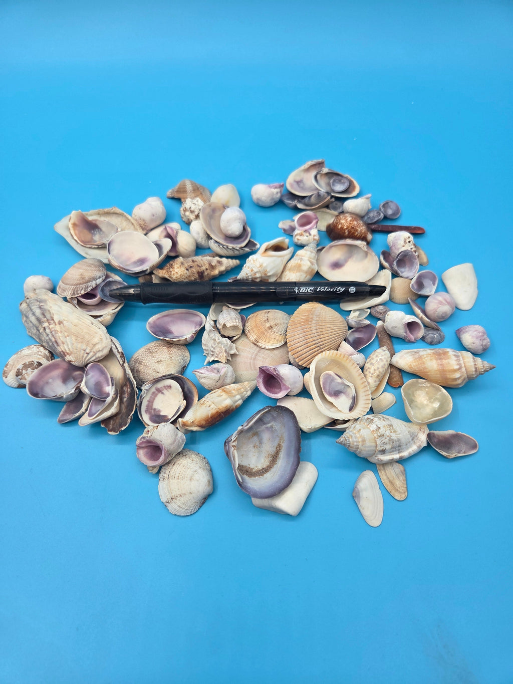 Purple and Natural Seashell Assortment Mix