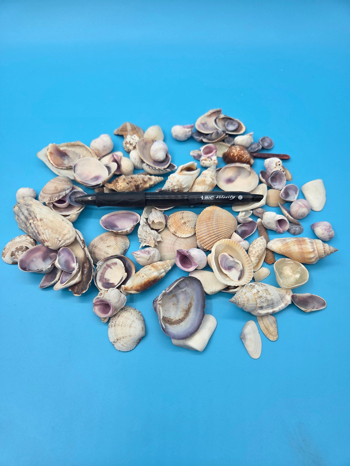 Purple and Natural Seashell Assortment Mix