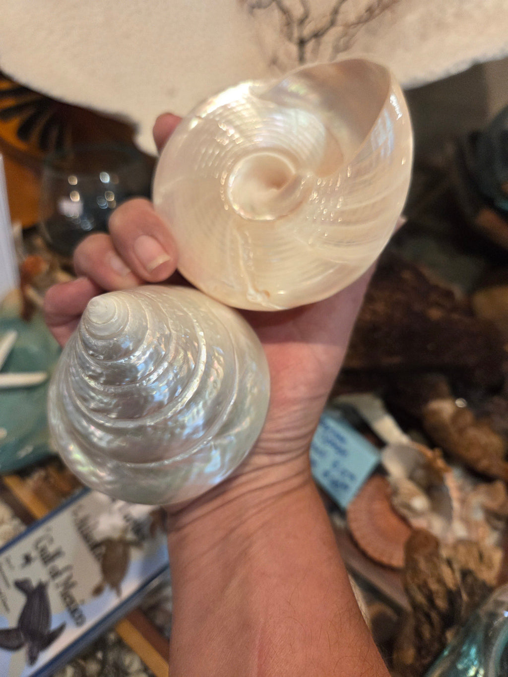 Large Pearl Trochus Shell (Trochus niloticus)