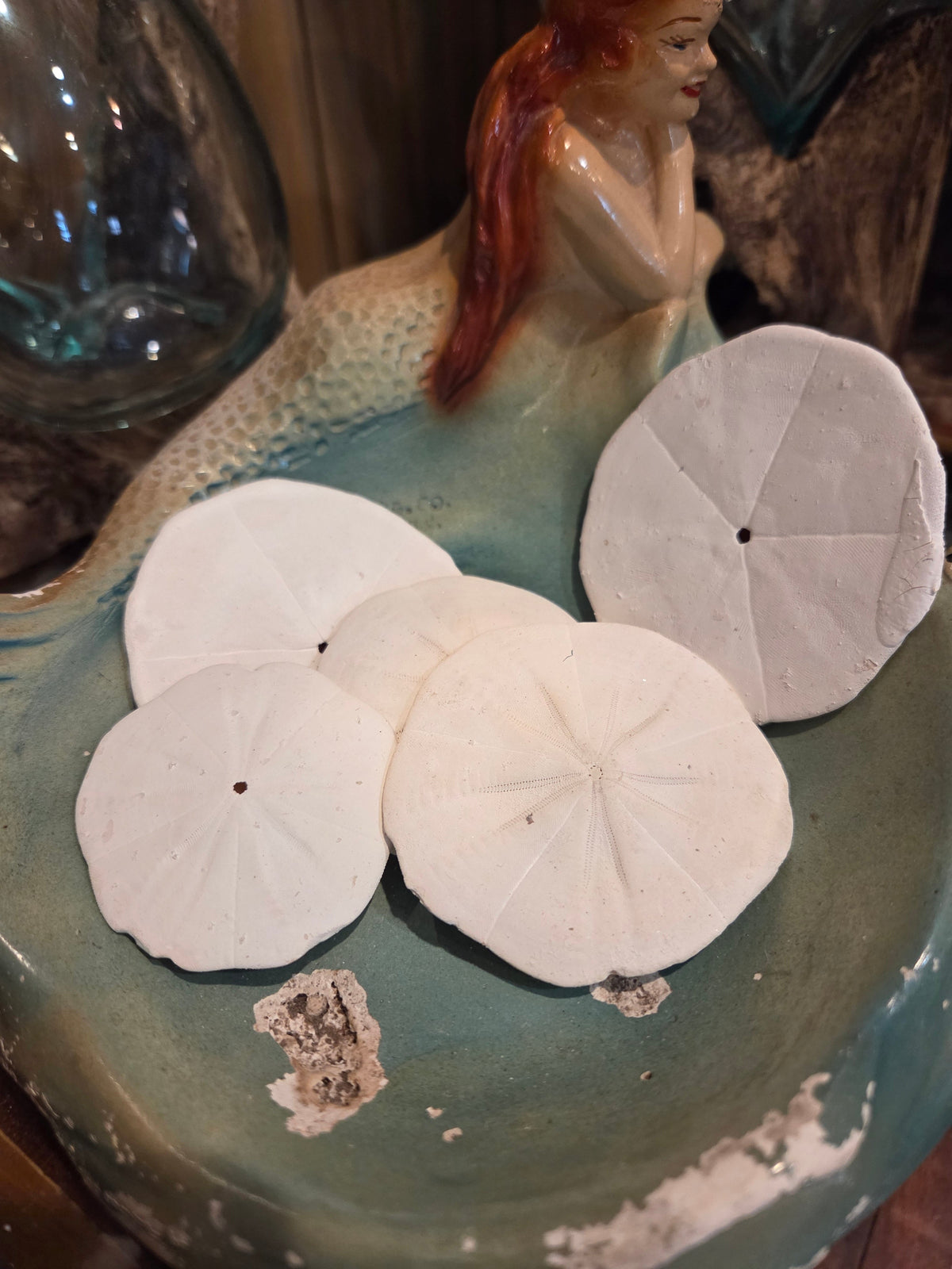 Flower Sand Dollar- Arachnoides placenta