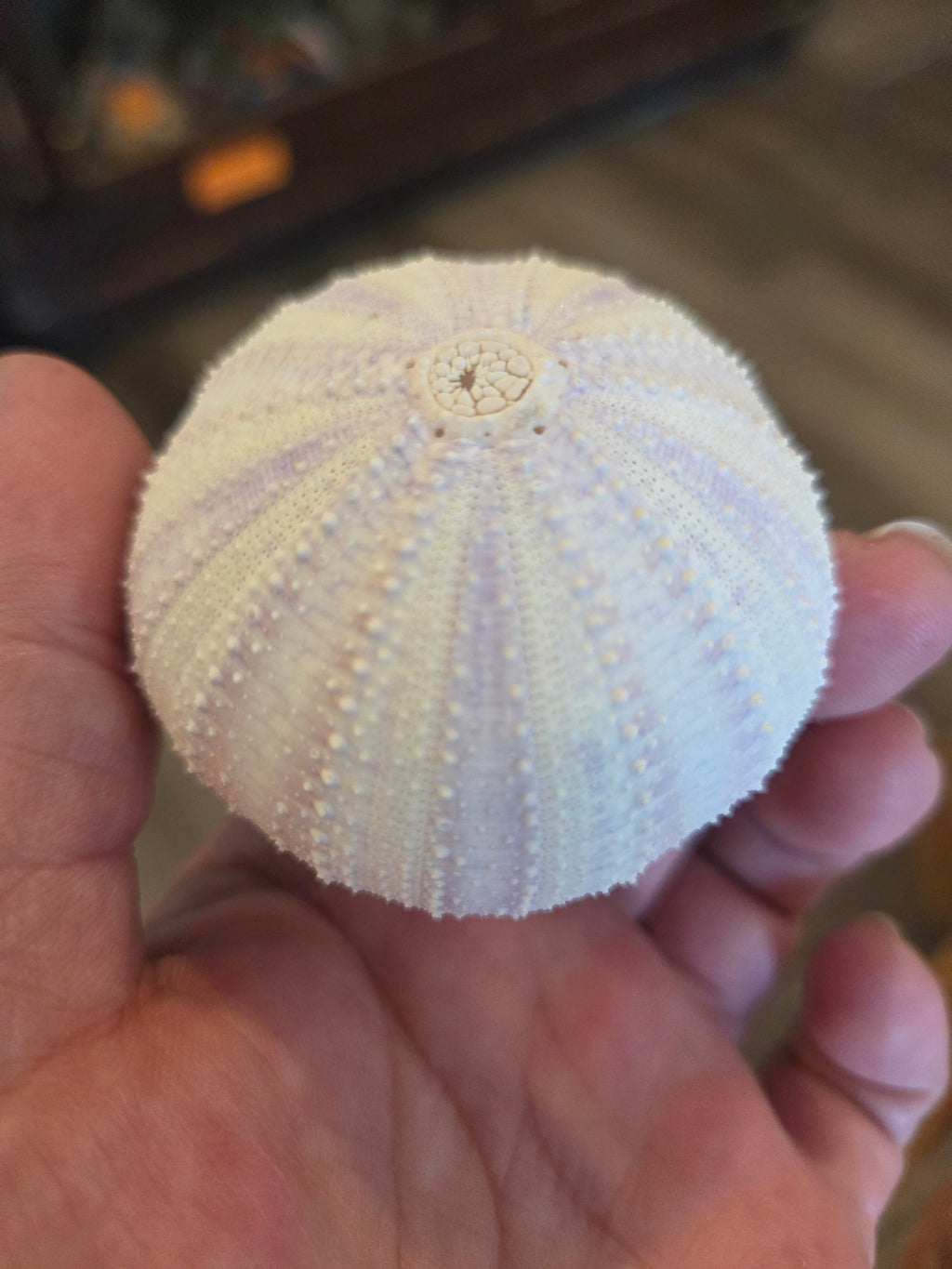 Purple Lavender Sea Urchin Shell