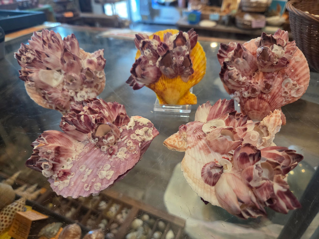 Noble Pecten Shell with Natural Barnacles – Pecten senatorius