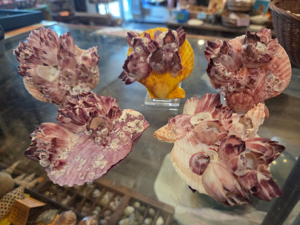 Noble Pecten Shell with Natural Barnacles – Pecten senatorius