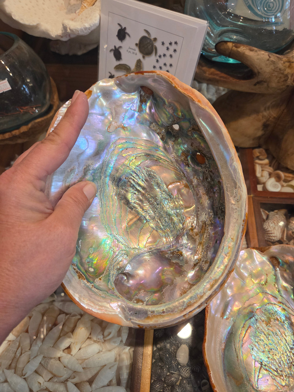 Vintage Red abalone shell footed dish