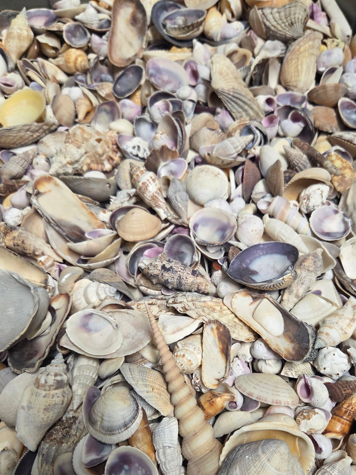 Purple and Natural Seashell Assortment Mix