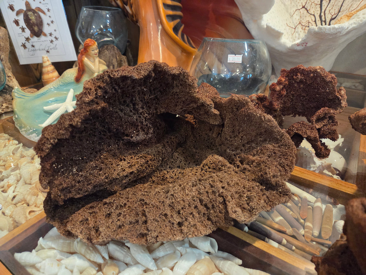 Earlobe Sponge – Cribrochalina- Wavy Organic Texture