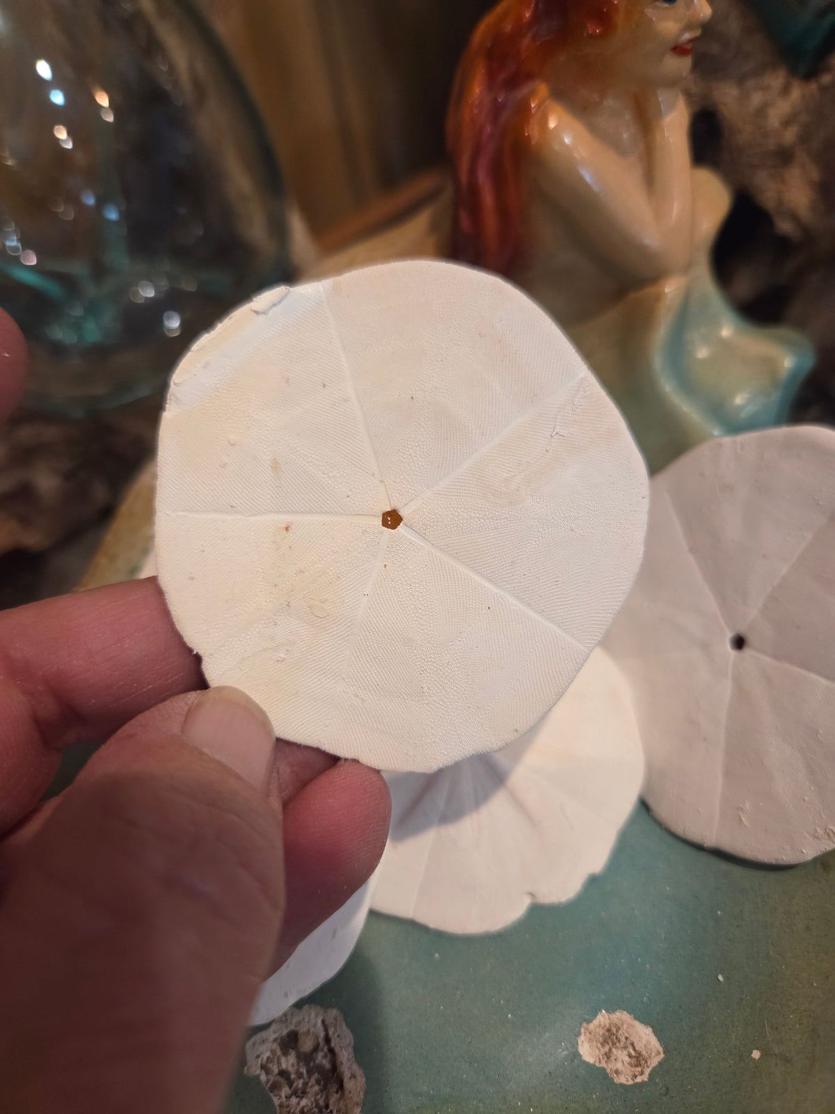 Flower Sand Dollar- Arachnoides placenta