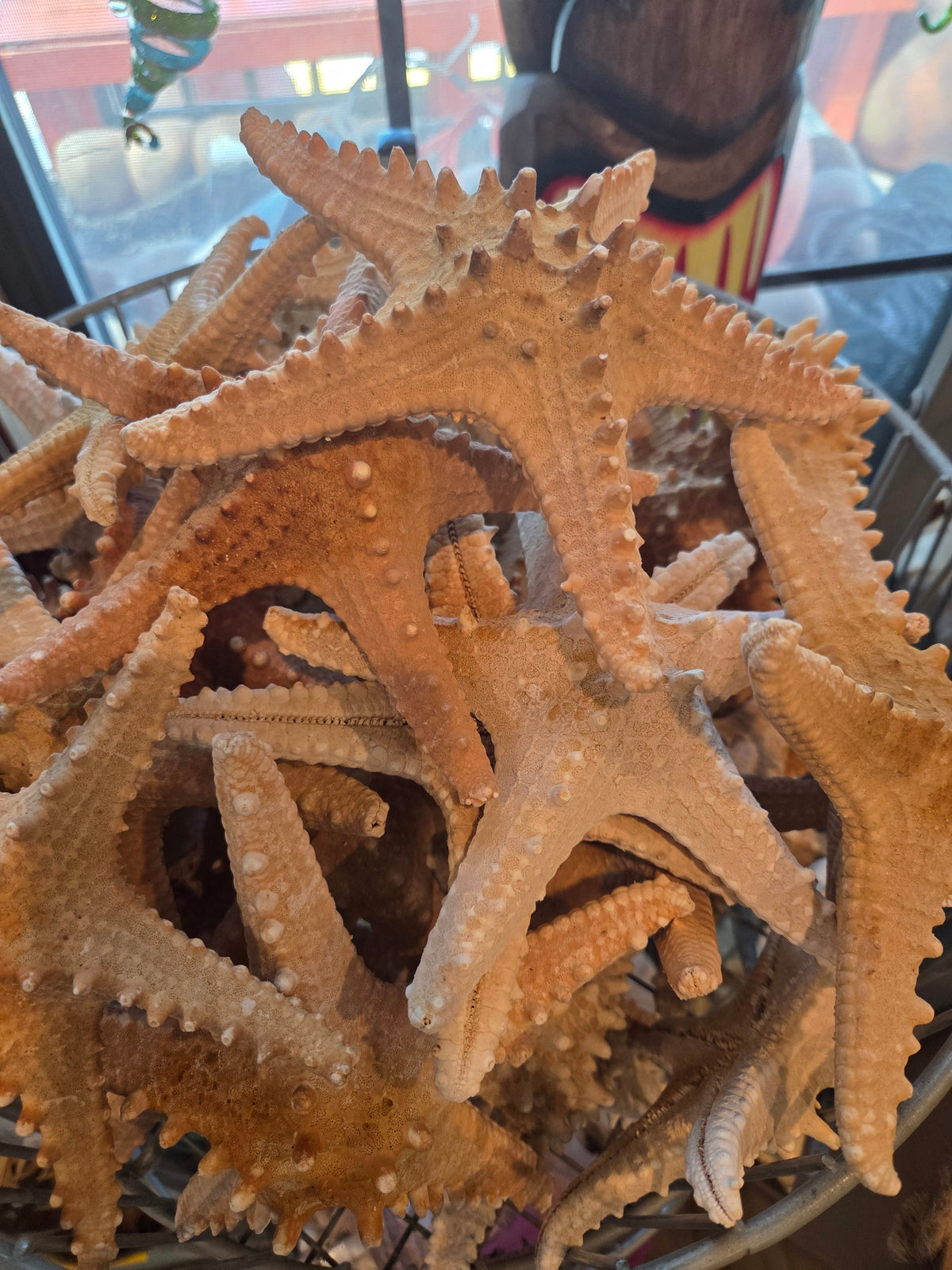 Superb Natural Starfish