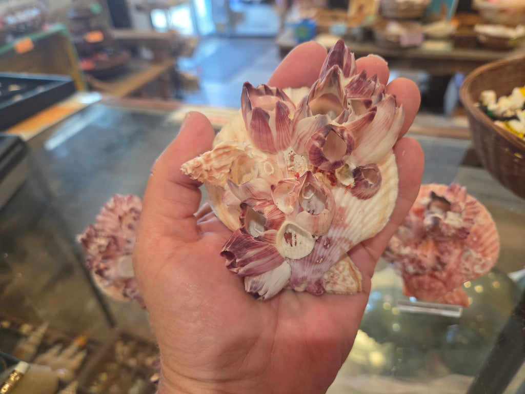 Noble Pecten Shell with Natural Barnacles – Pecten senatorius