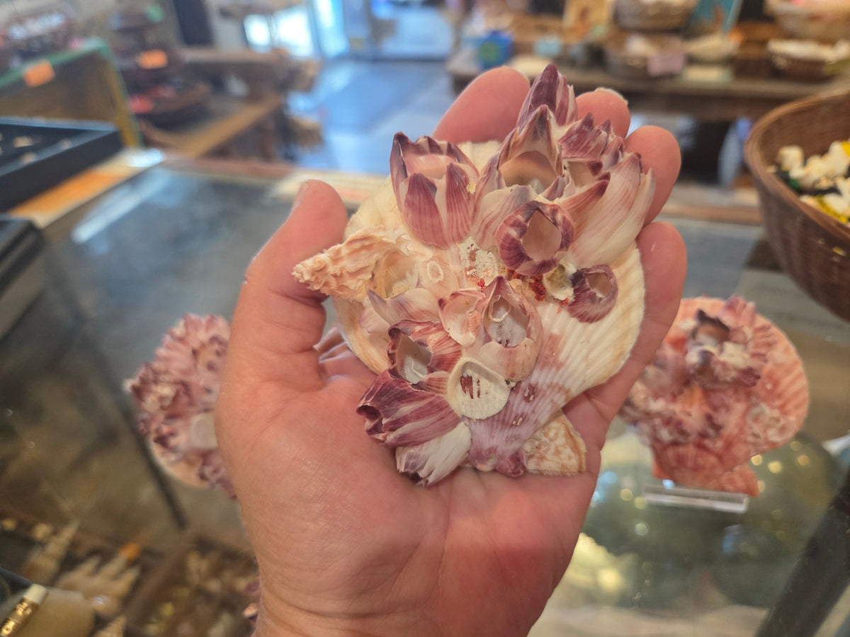 Noble Pecten Shell with Natural Barnacles – Pecten senatorius