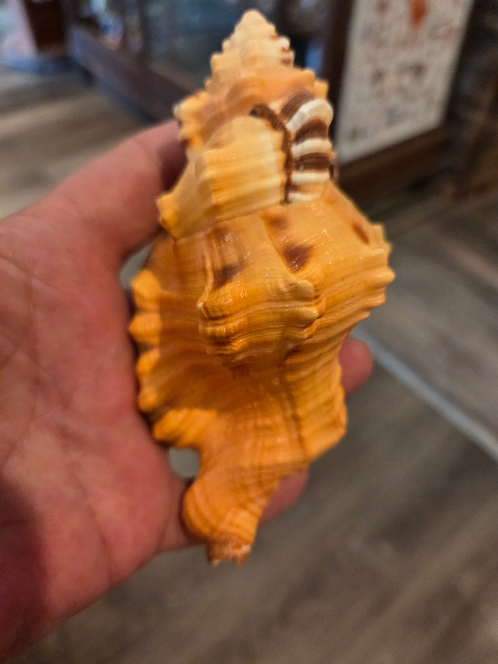 Black Spotted Triton Shell – Cymatium lotorium
