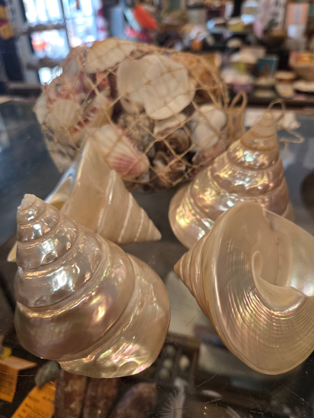 Large Pearl Trochus Shell (Trochus niloticus)