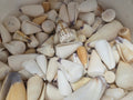 Bulk Cone Shell Mix – Approx. 35 Shells per lb for Crafting & DIY Projects
